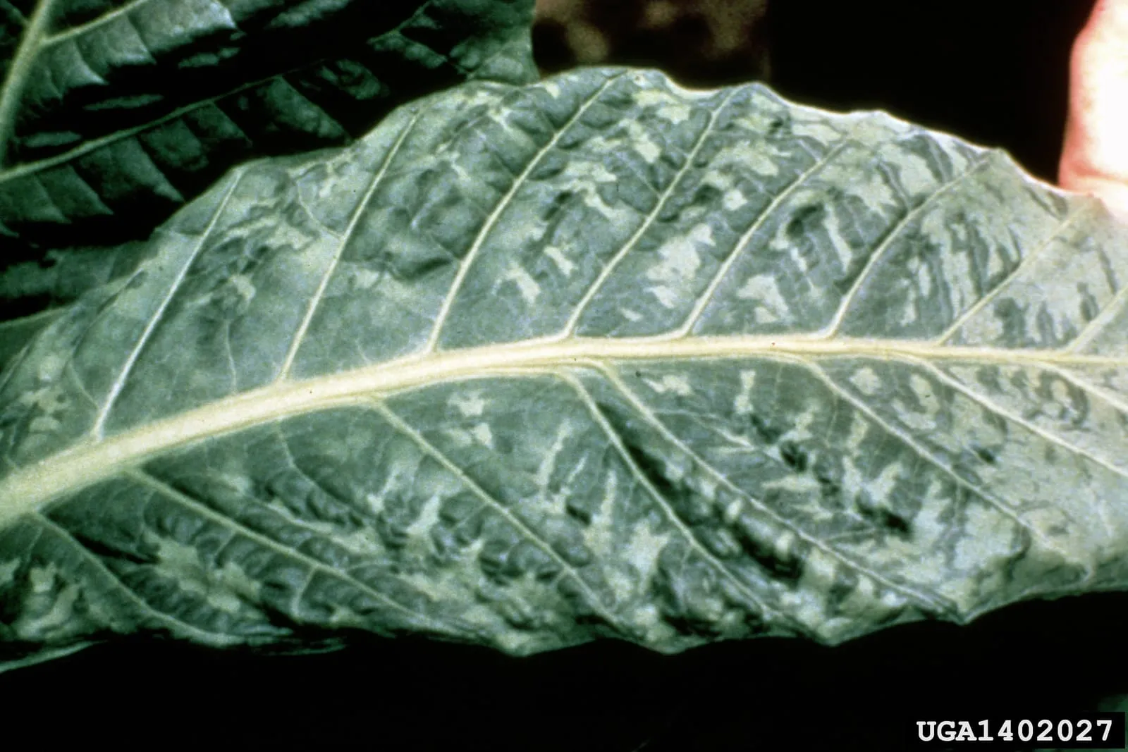 Tobacco mosaic virus symptoms tobacco (mosaic-virus)