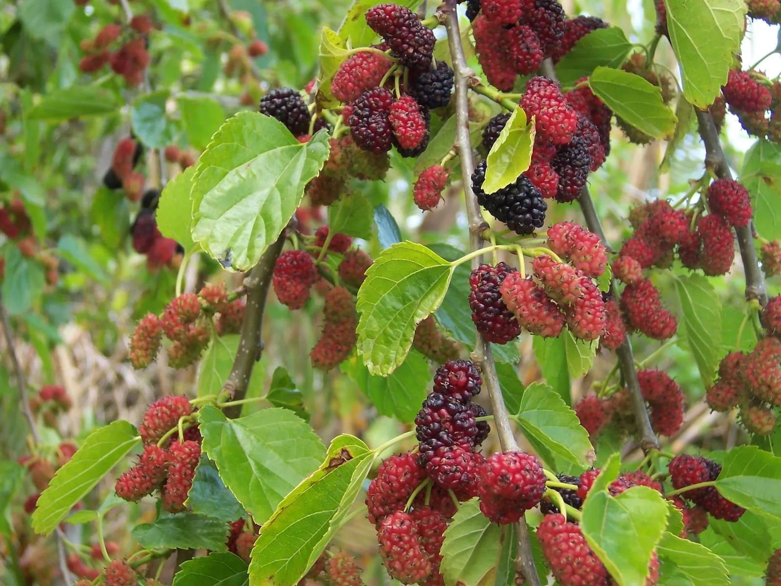 Morus alba fruits (mulberry)