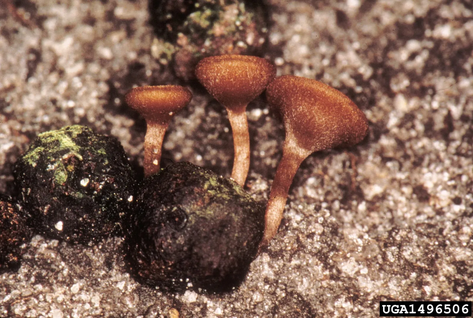 Monilinia vaccinii-corymbosi apothecia (mummy-berry)