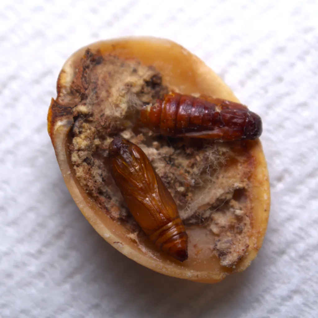 Navel Orangeworm Moth (navel-orangeworm)