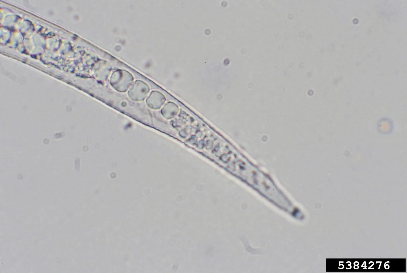 Meloidogyne incognita adult (01) (nematode)