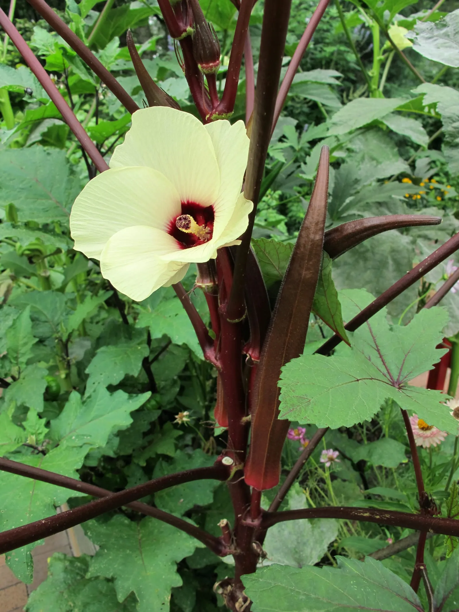 Abelmoschus esculentus (1) (okra)