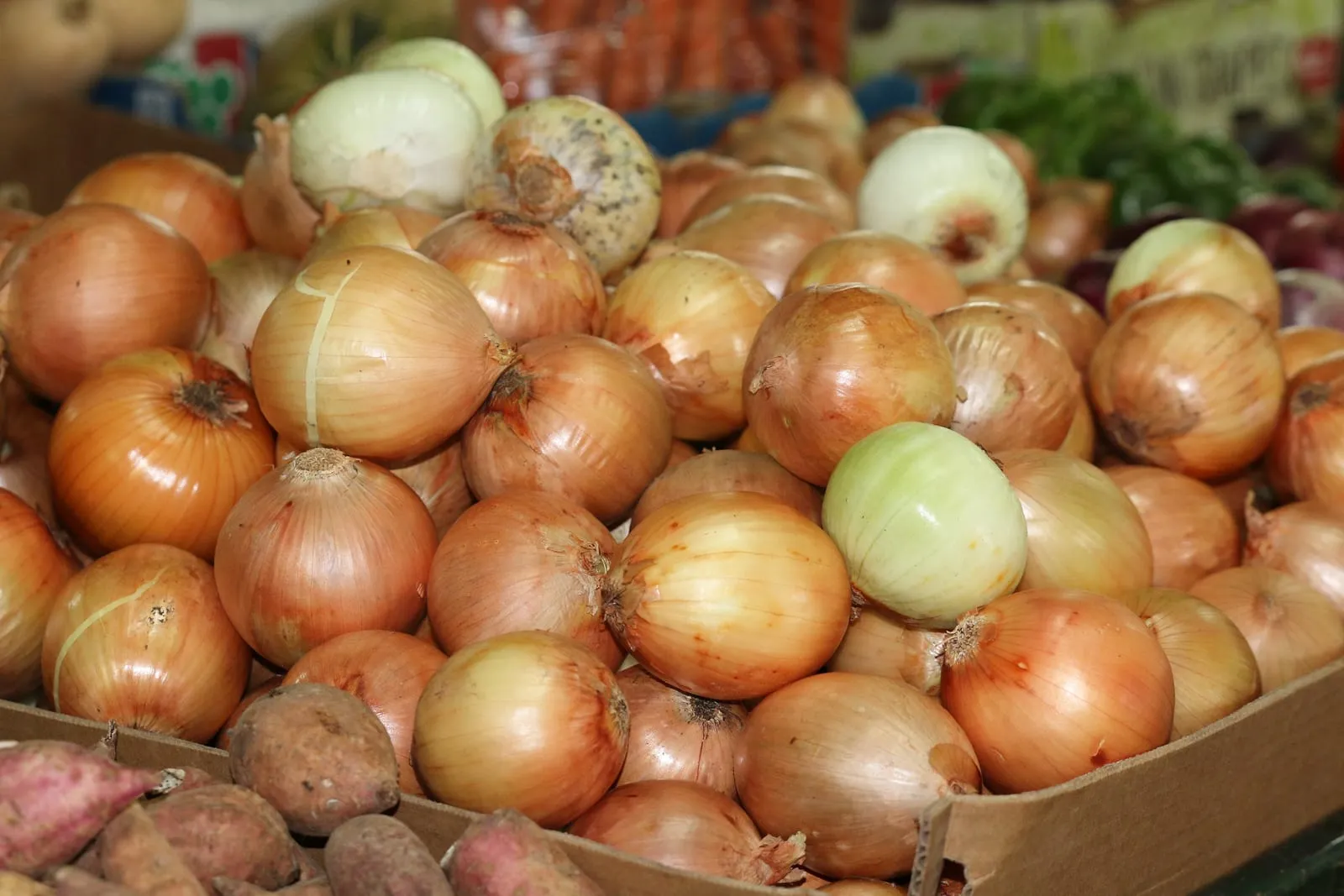 Zwiebeln auf Antigua (onion)