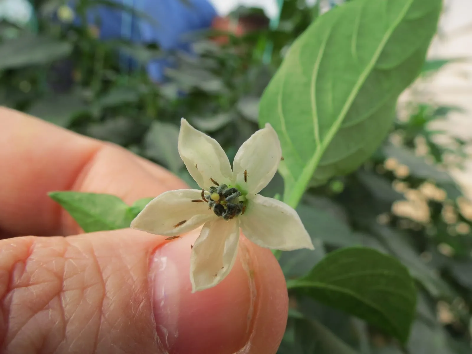 Thrips on pepper flower (onion-thrips)