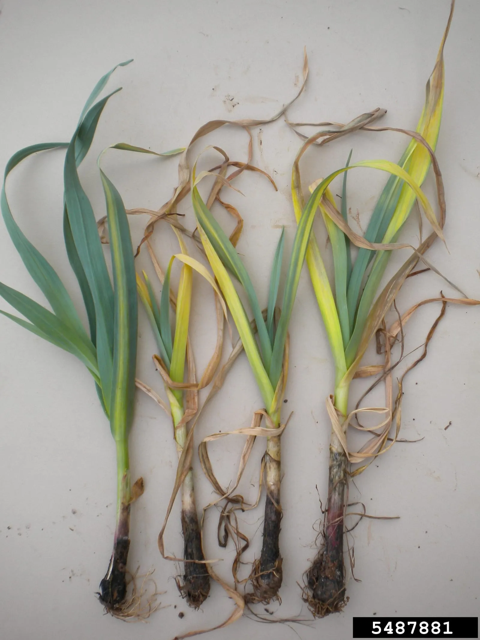 Allium sativum - White rot (Stromatinia cepivora) - Elizabeth Bush (onion-white-rot)