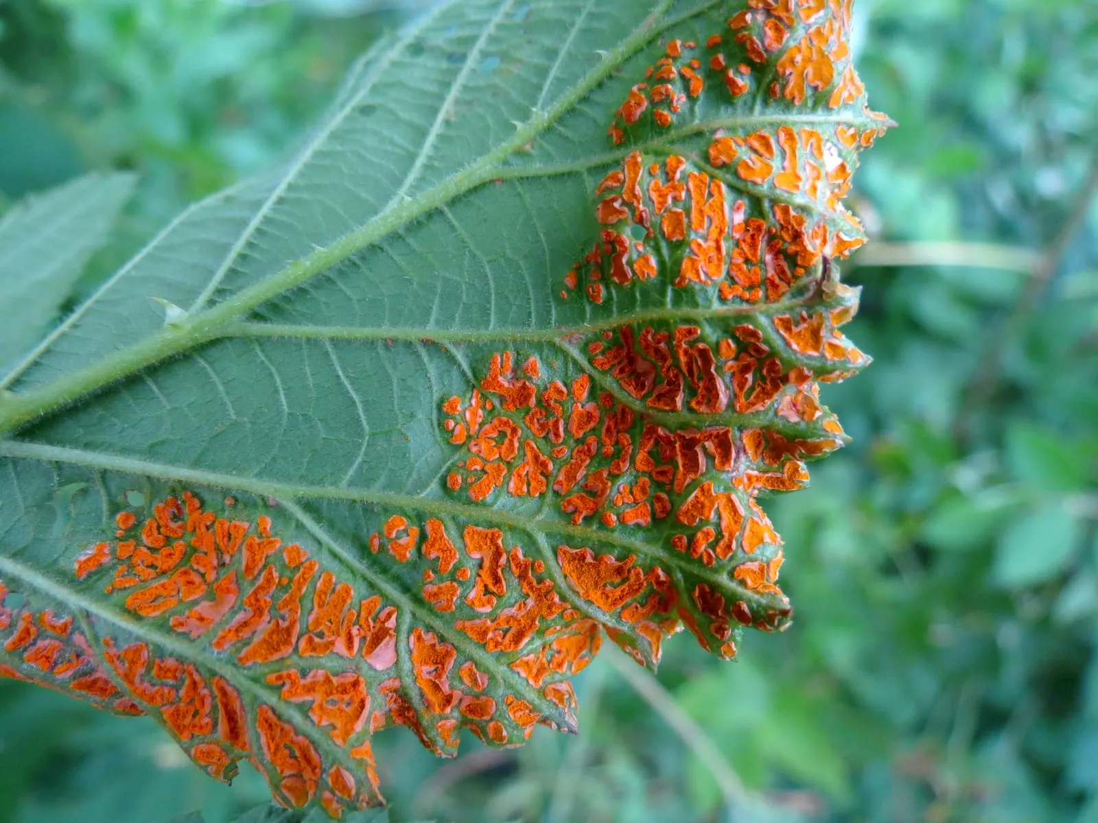 Arthuriomyces peckianus (orange-rust)
