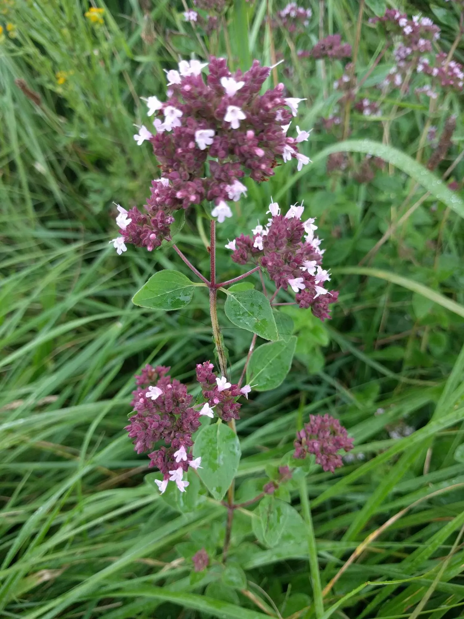 Origanum vulgare 149176132 (oregano)