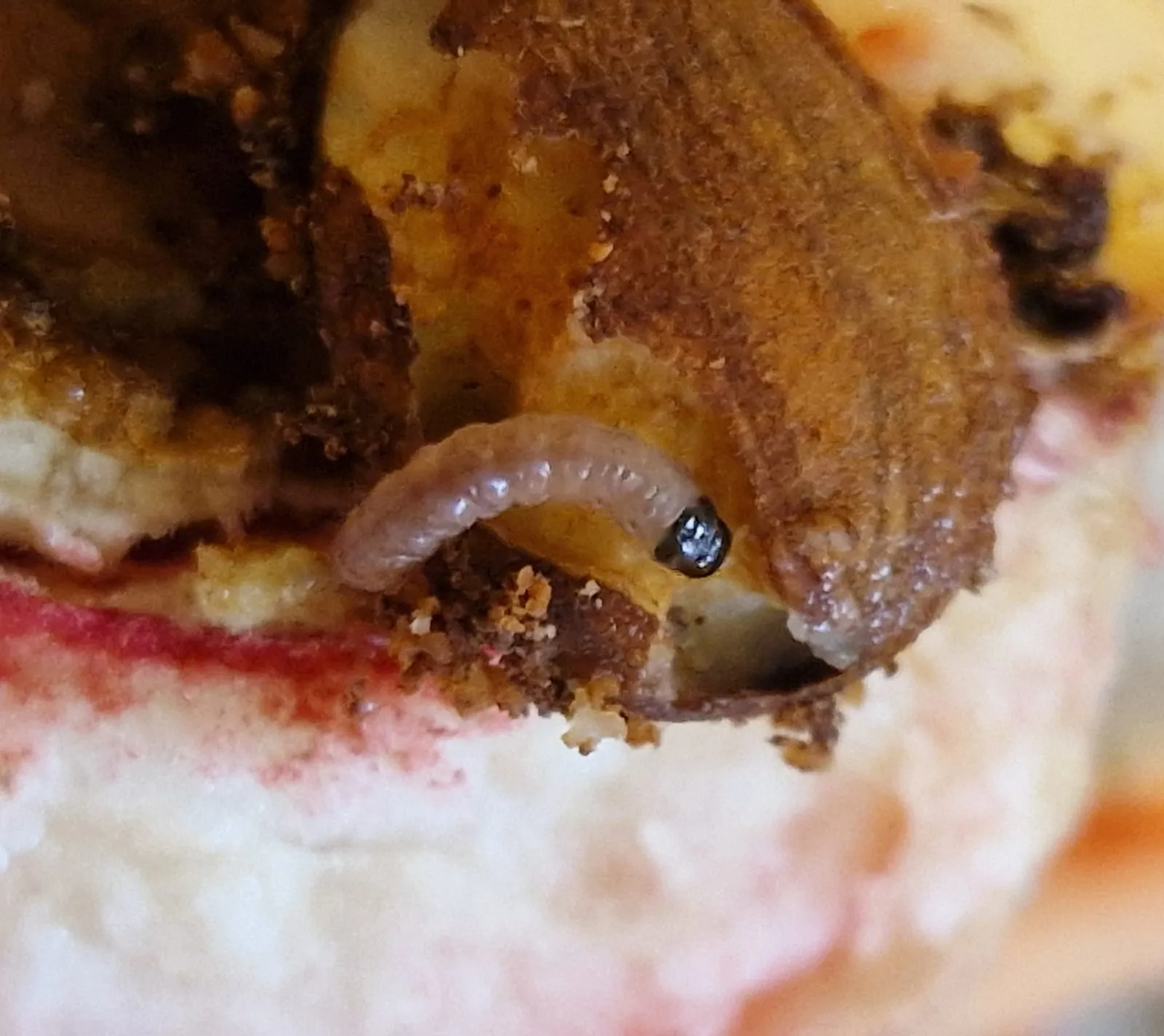 Pfirsich-Fruchtwickler (Cydia molesta), auch Orientalischer Fruchtwickler genannt (oriental-fruit-moth)