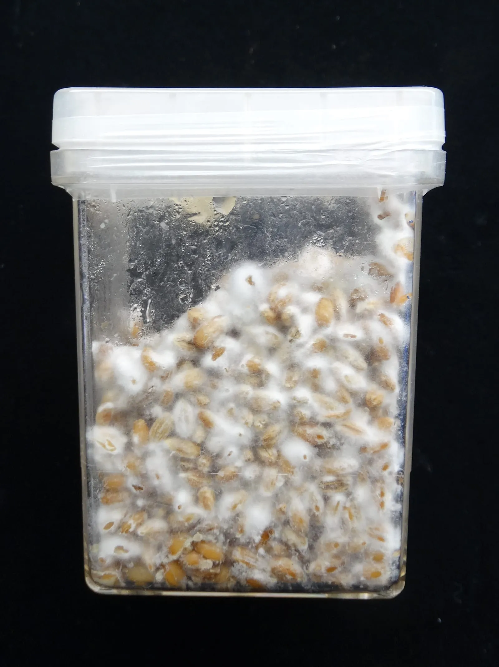 Fusarium oxysporum f. sp. cubense race 1 (24607024387) (fusarium-wilt-tomato)