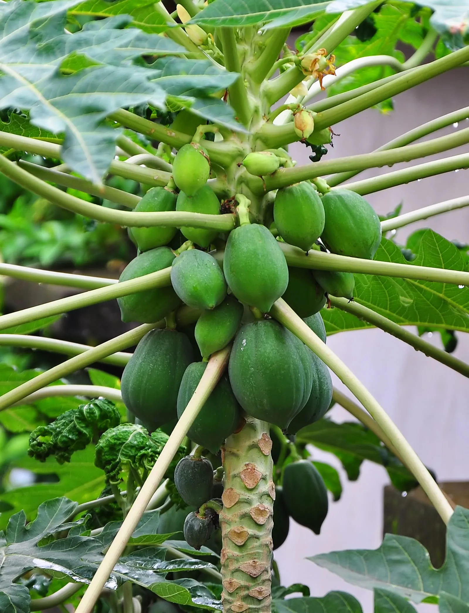 Carica papaya 22 08 2012 (papaya)