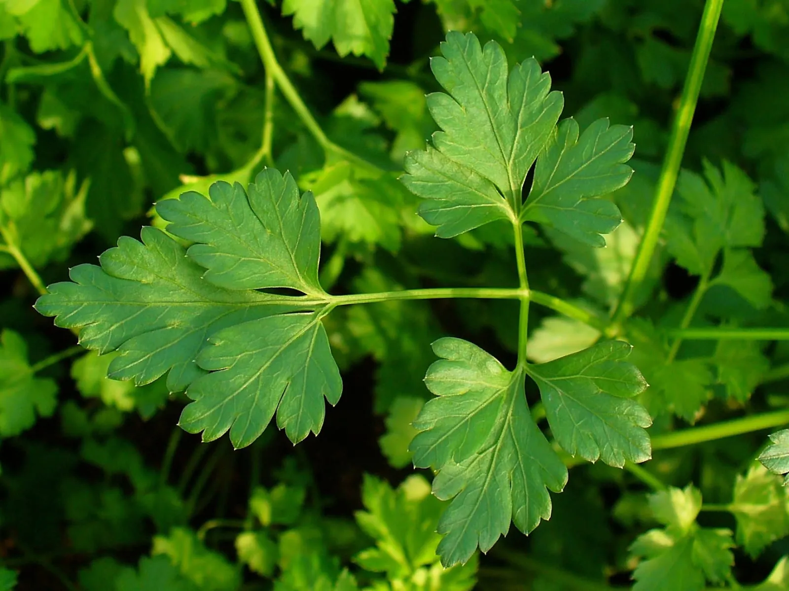 Petroselinum crispum 003 (parsley)