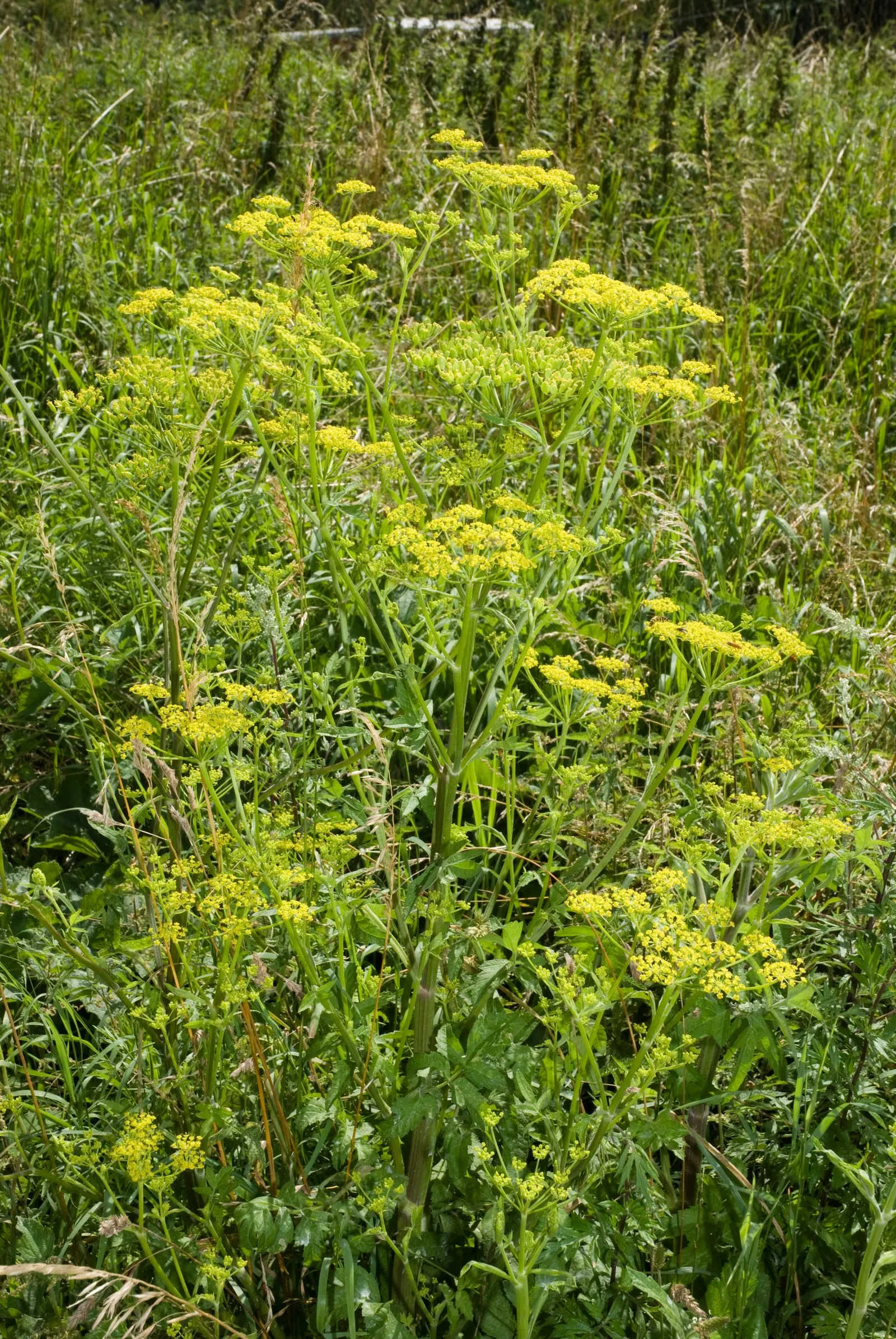 Pastinaca sativa vallee-de-grace-amiens 80 21072007 4 (parsnip)