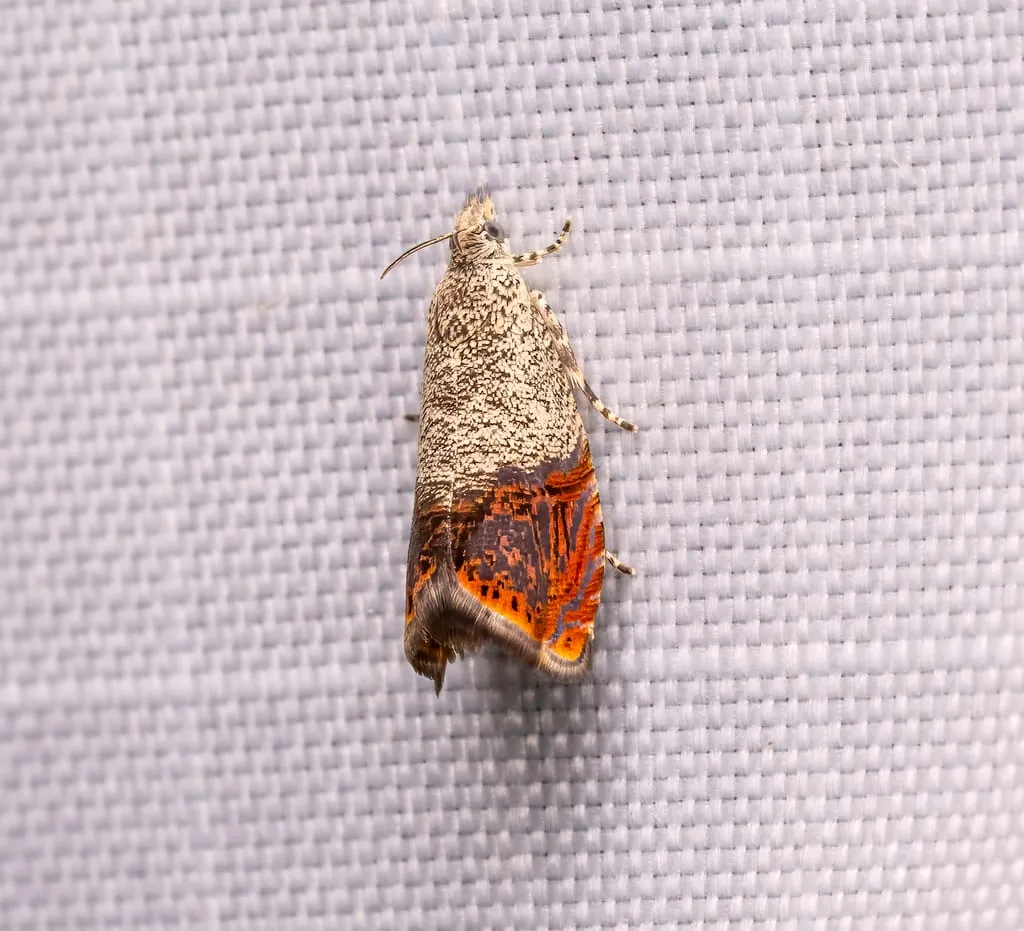 Talponia plummeriana (pawpaw-peduncle-borer)
