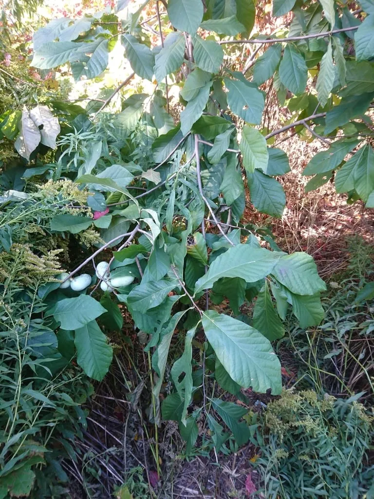 common pawpaw (pawpaw)