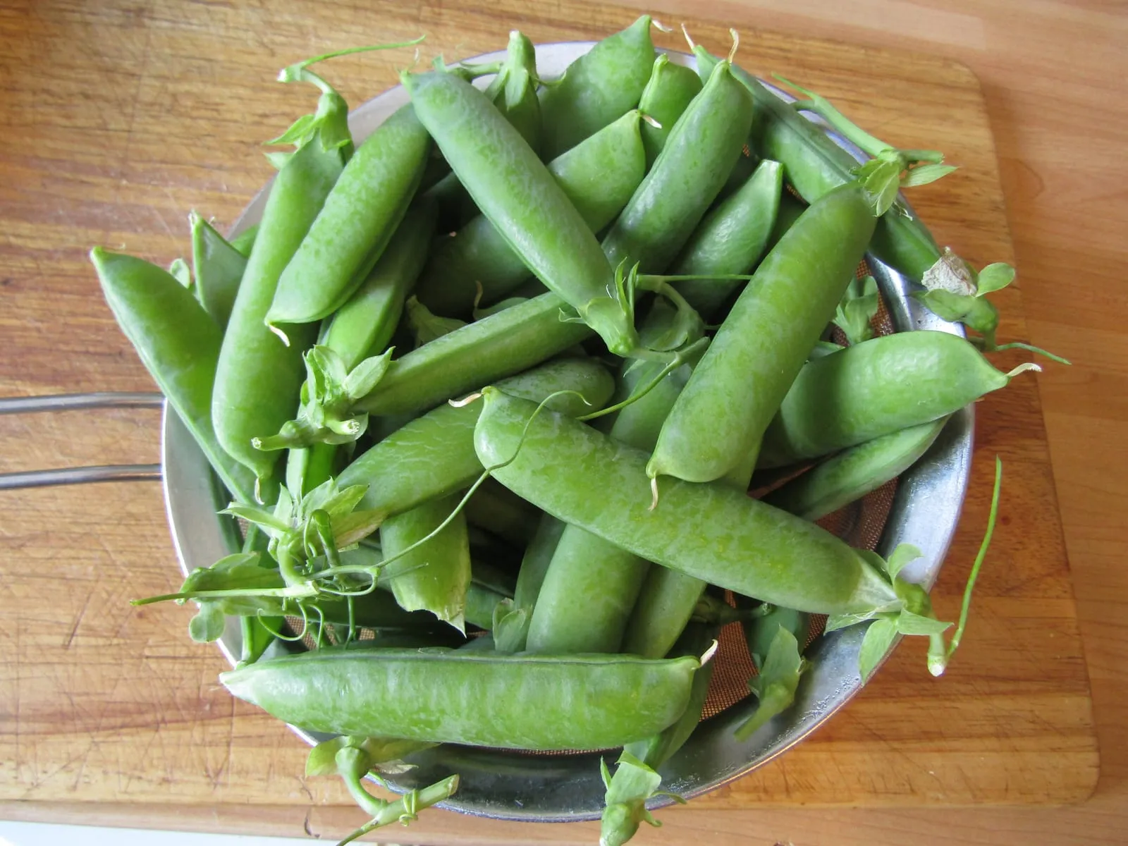-2020-06-28 Garden pea (Pisum sativum), Trimingham, Norfolk (1) (pea)