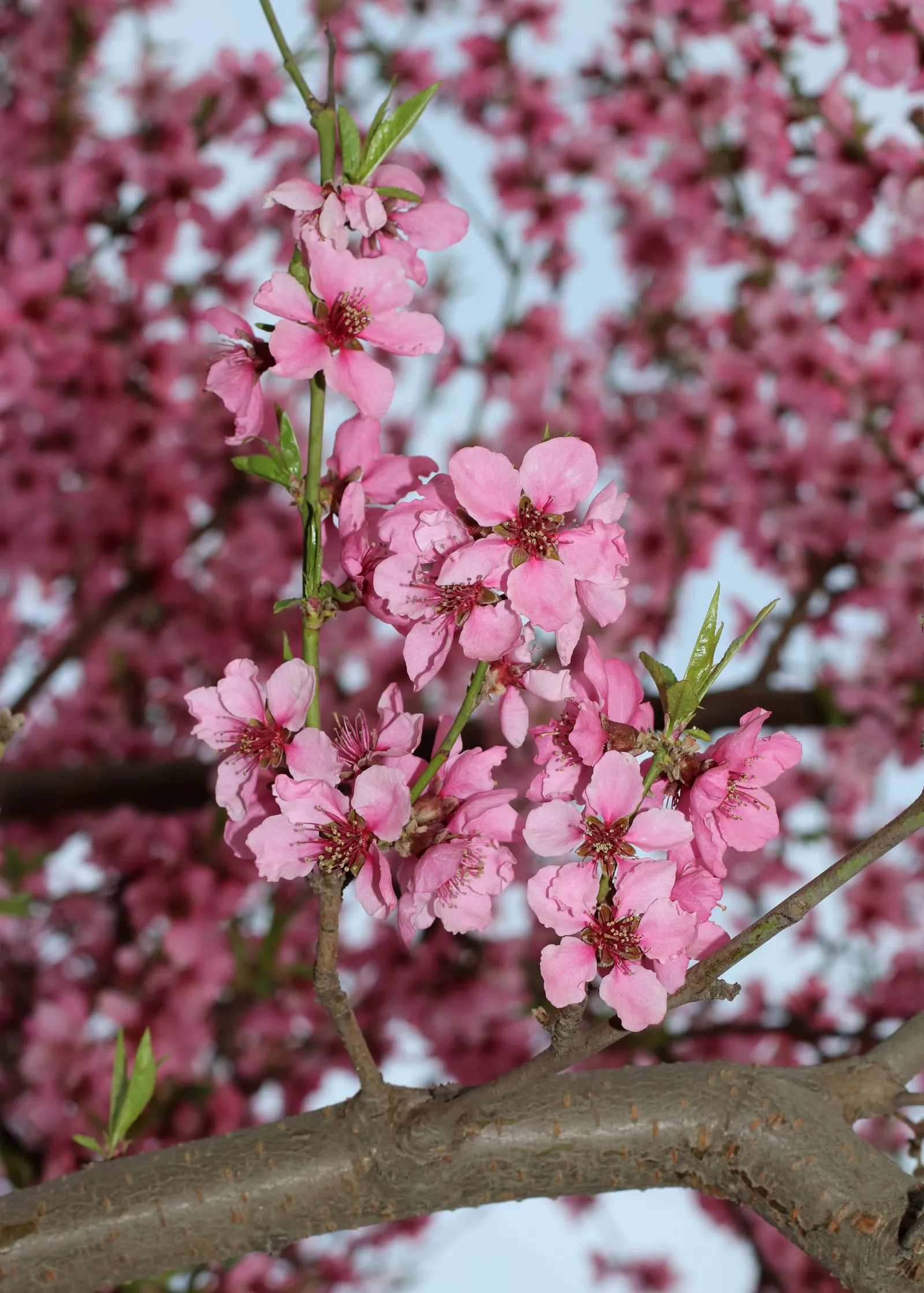 Peach flowers 2020 G1 (peach)