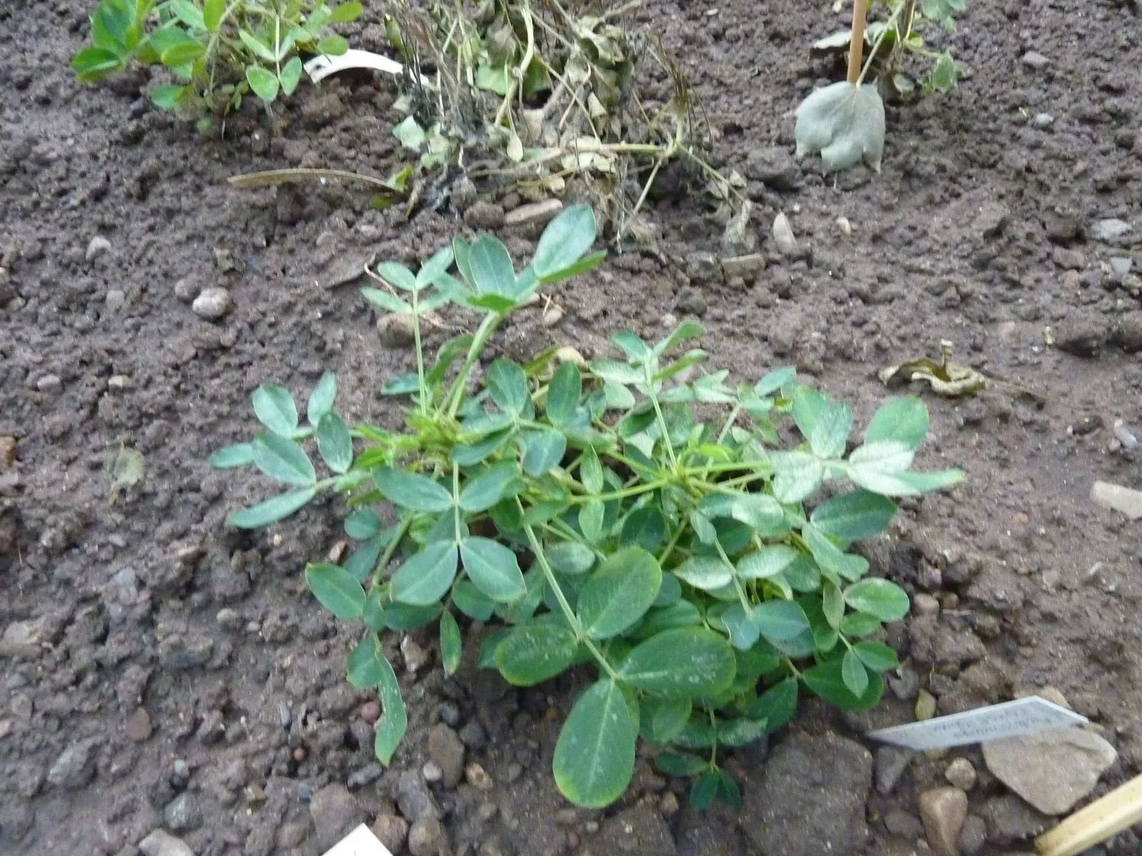 Arachis hypogaea (DITSL) (peanut)