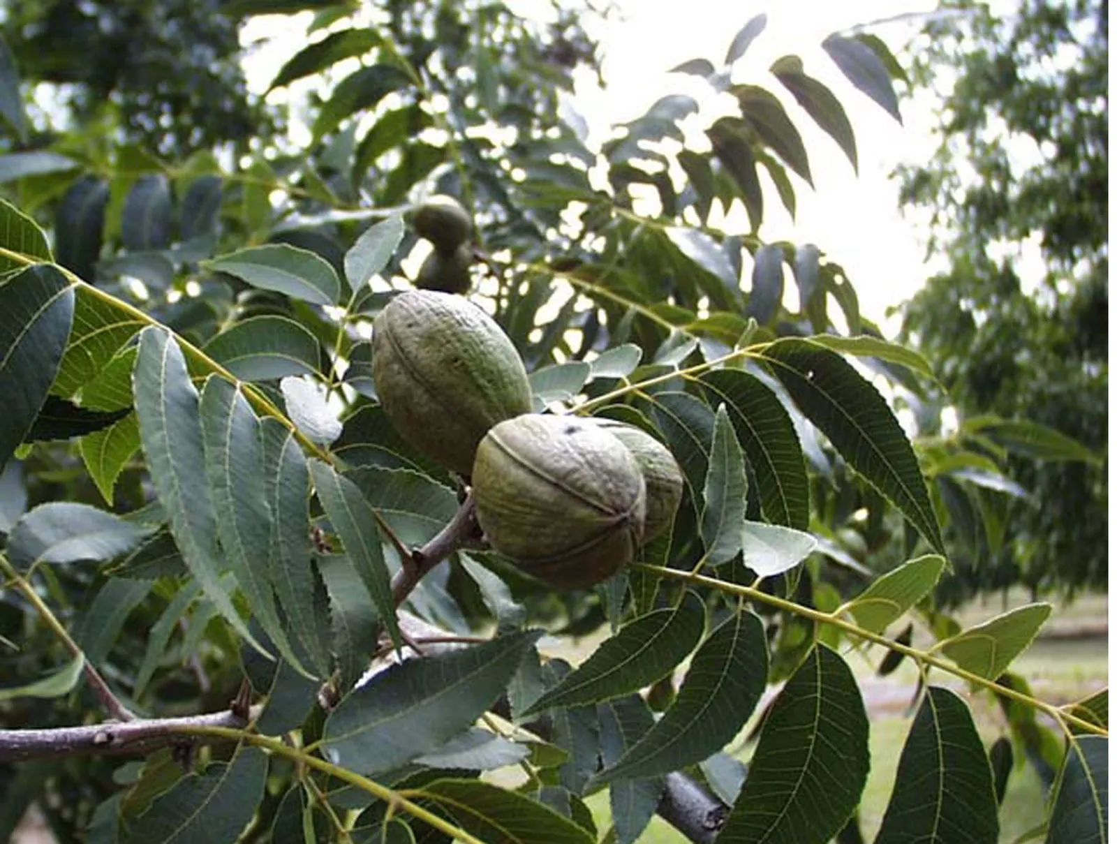 Carya illinoinensis foliagenuts (pecan)