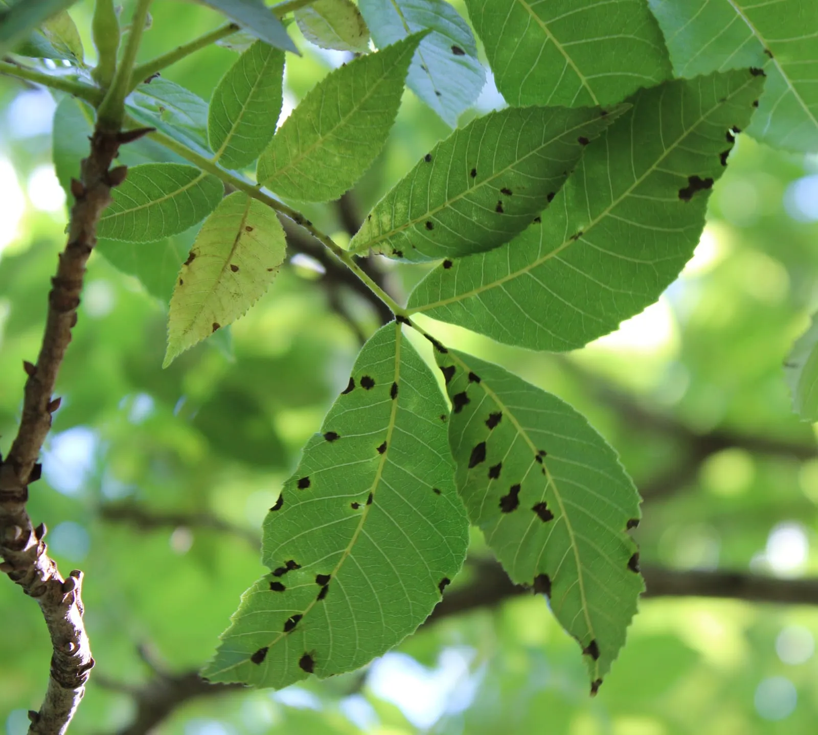 Pecan scab (pecan-scab)