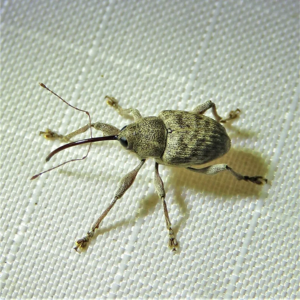 Pecan weevil (pecan-weevil)