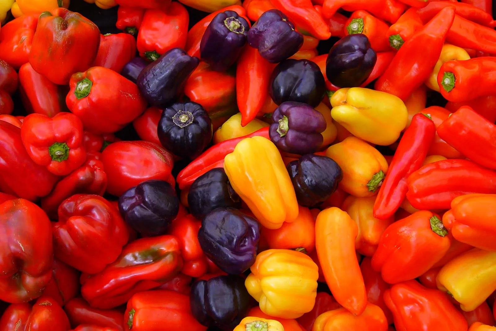 Capsicum annuum (pepper-sweet)