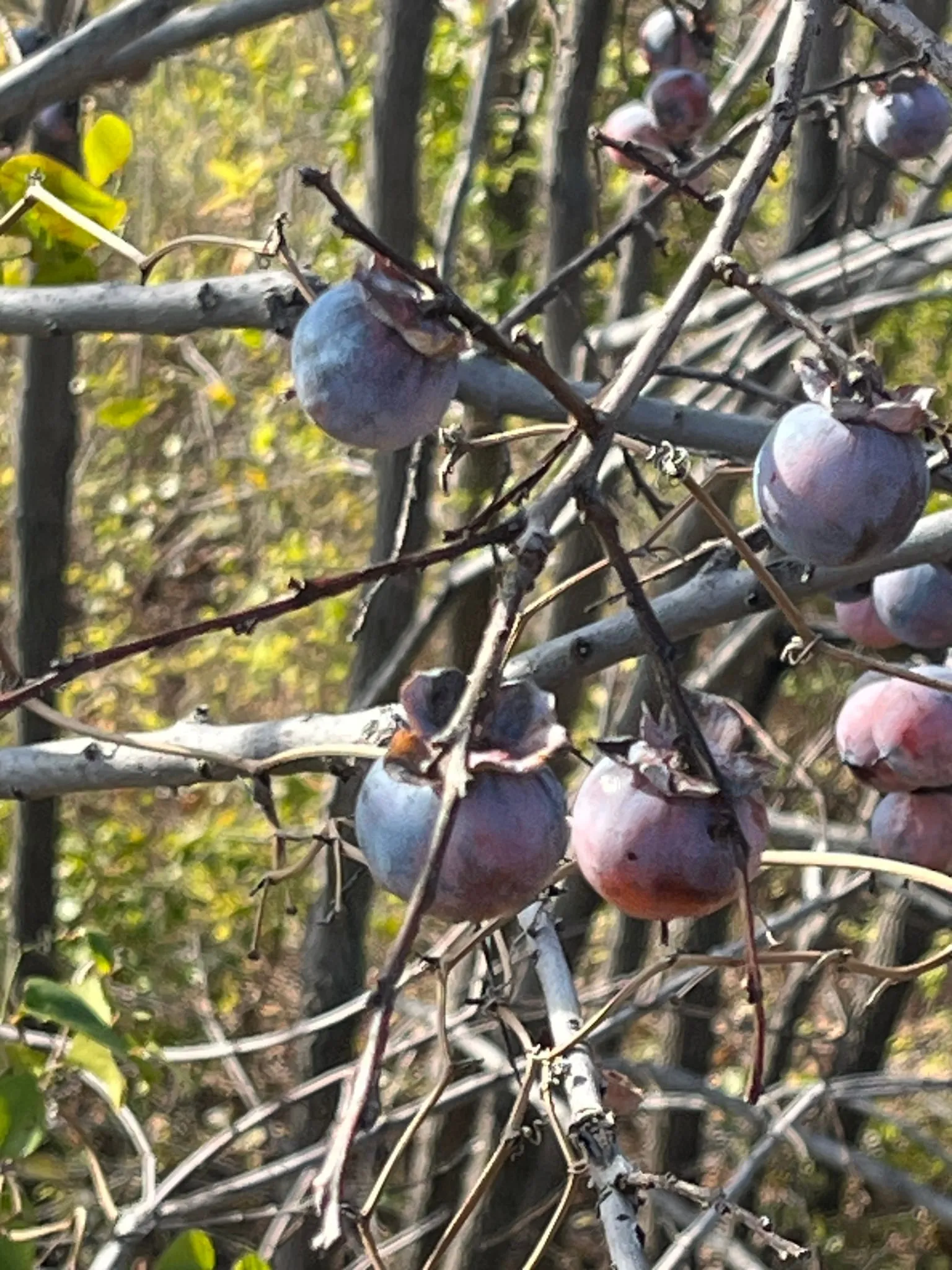Diospyros virginiana 450936388 (persimmon-american)