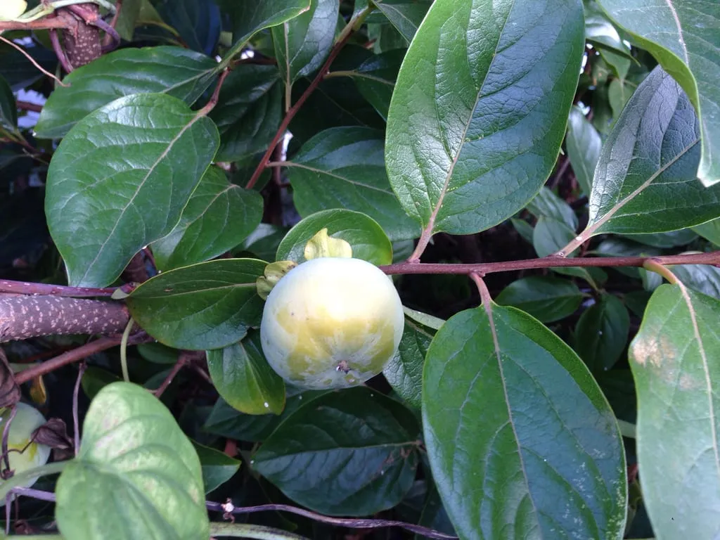 Japanese Persimmon (persimmon-asian)