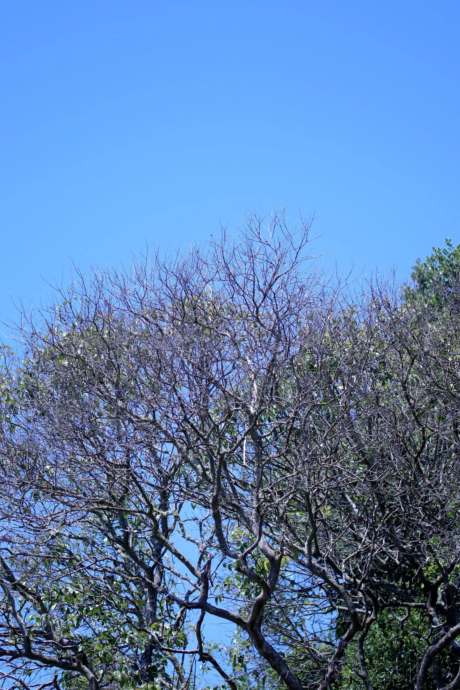 Ligustrum lucidum IMG 2904 (phytophthora-root-rot)