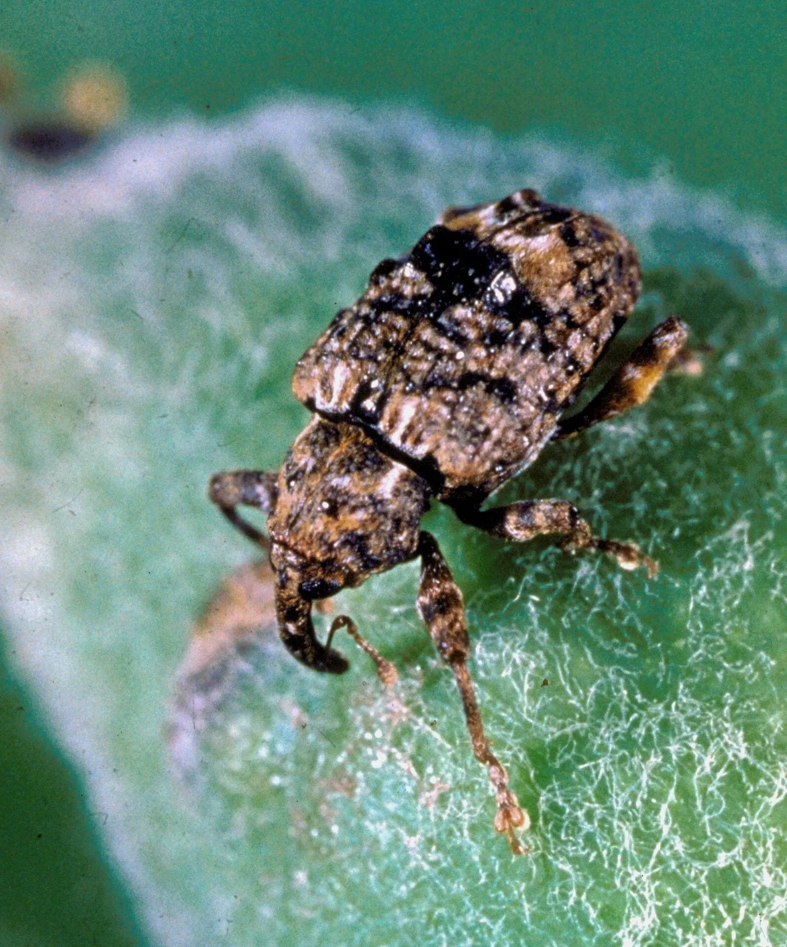 Plum Curculio adult (plum-curculio)