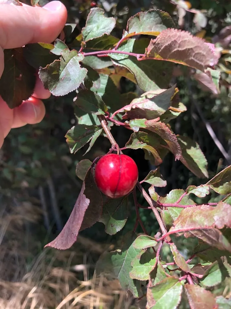 Plum (plum-european)
