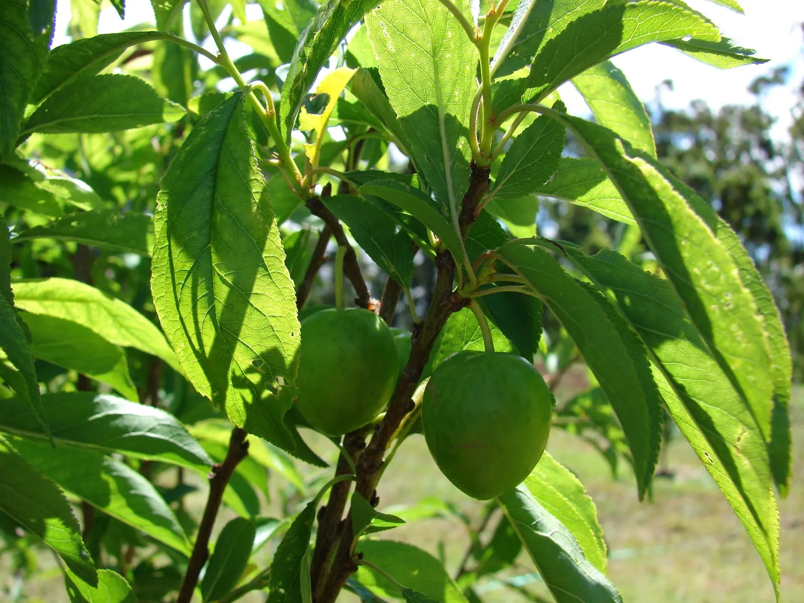 Starr 080405-3957 Prunus salicina (plum-japanese)