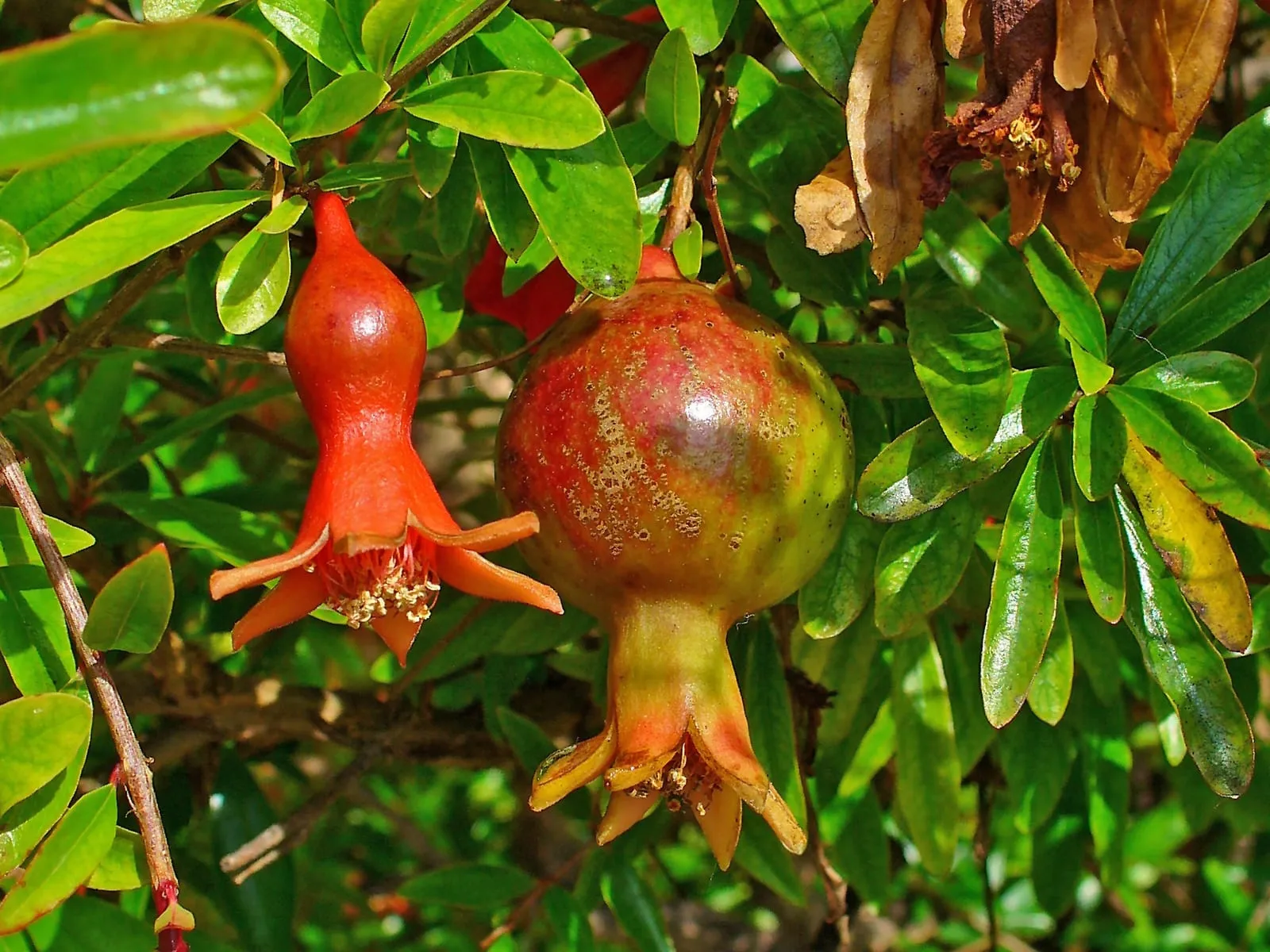 Punica granatum 004 (pomegranate)