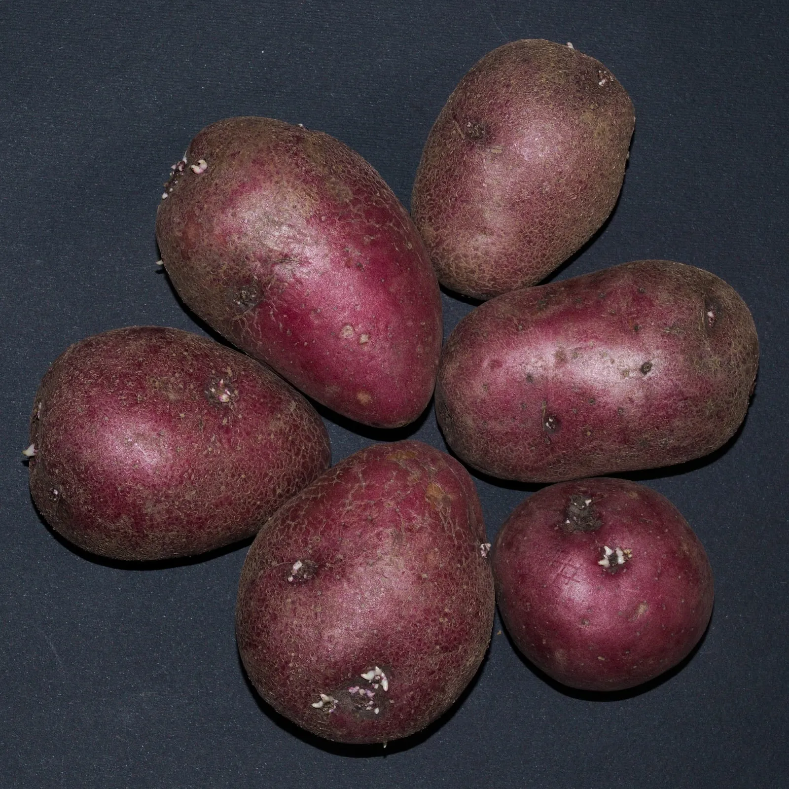 Solanum tuberosum Red Scarlett20170523 7825 (potato)