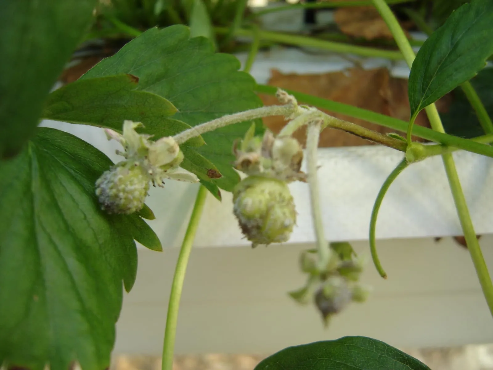 Oïdium du Fraisier (powdery-mildew-berry)