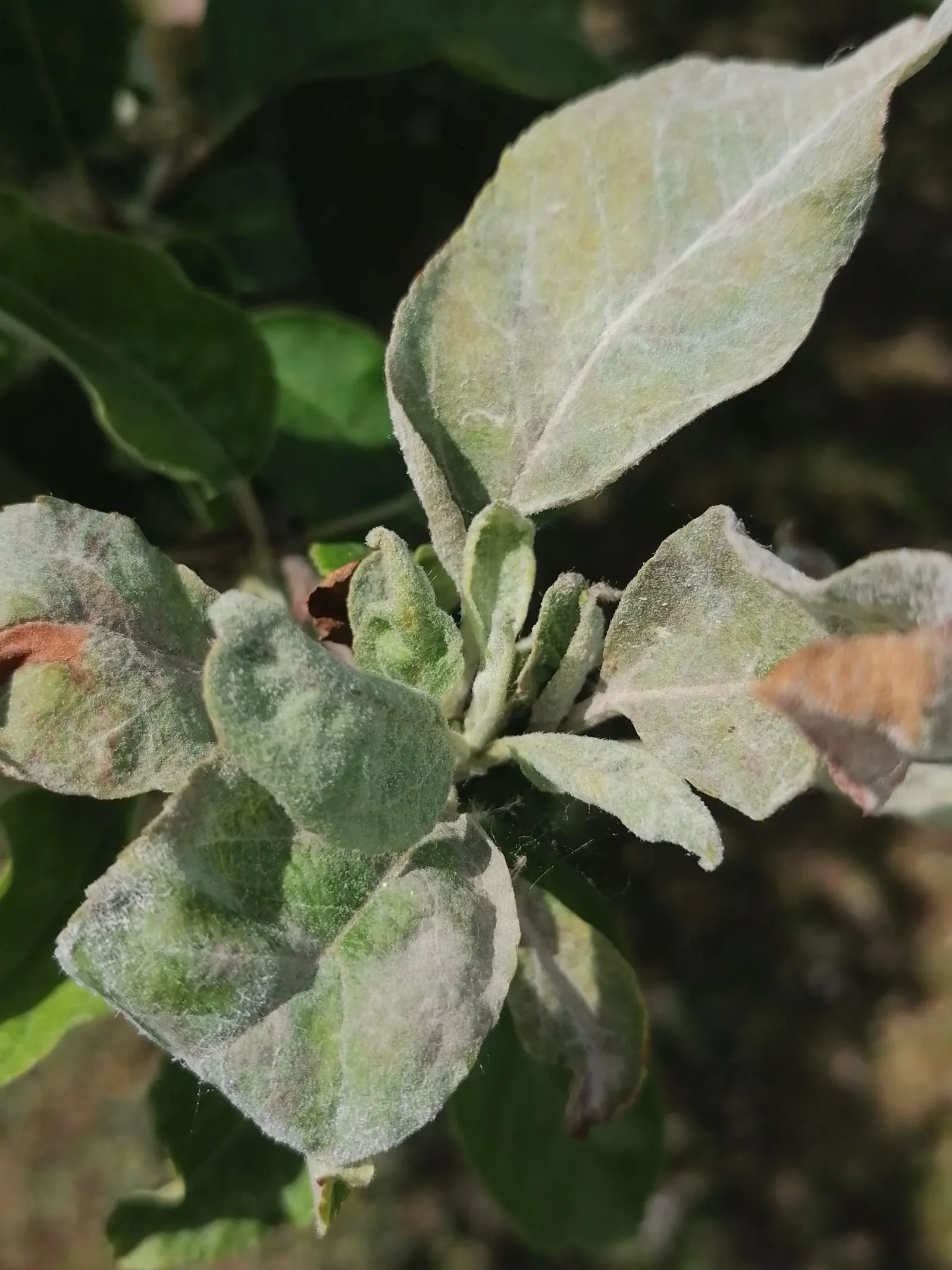 Ruhland, Ortrander Str. bei Hausnr. 13e, Apfelbaum am Waldrand, Apfelmehltau, Frühling, 01 (powdery-mildew)