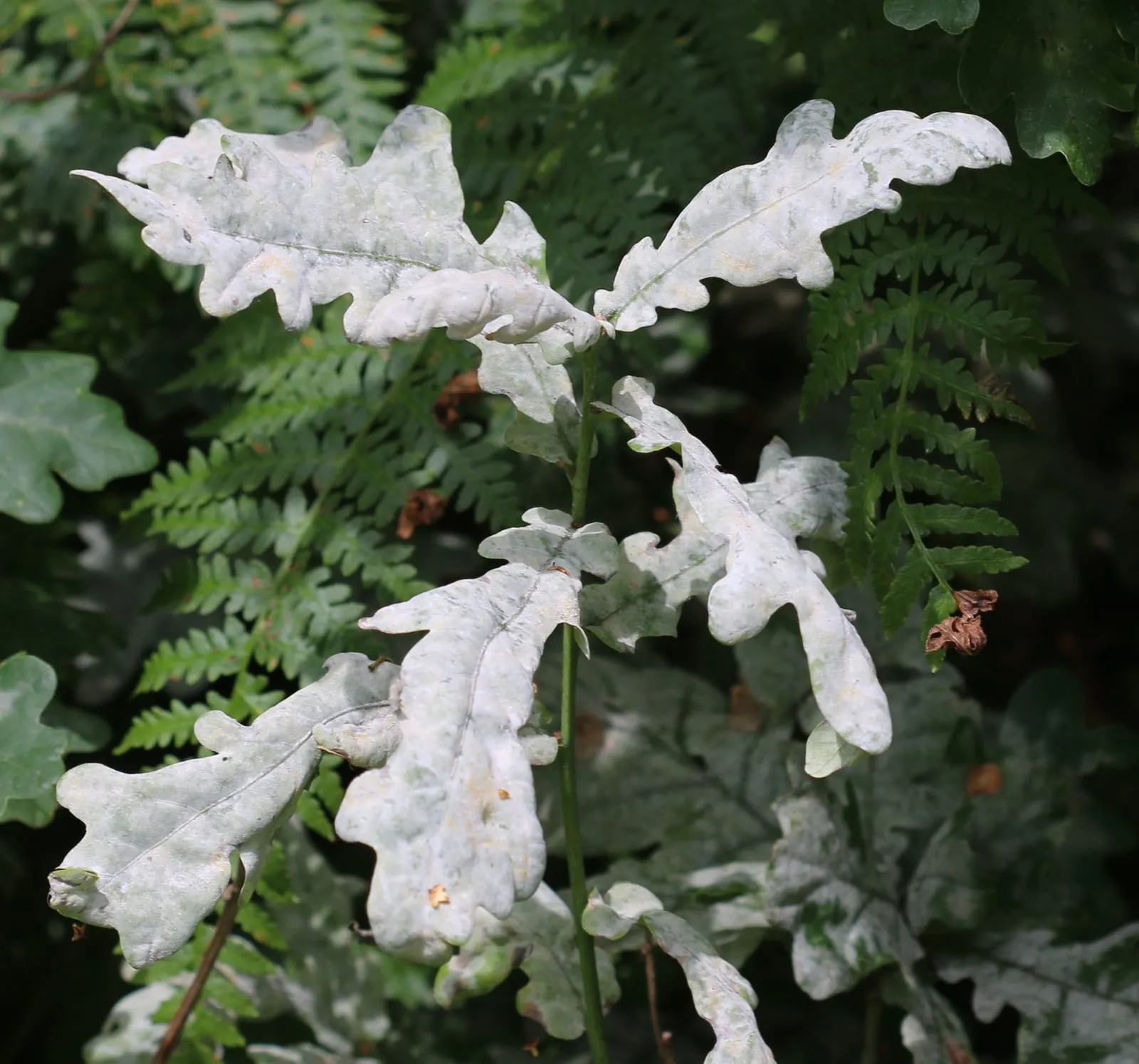 Erysiphe alphitoides (Oak powdery mildew) - Flickr - S. Rae (powdery-mildew-vegetable)