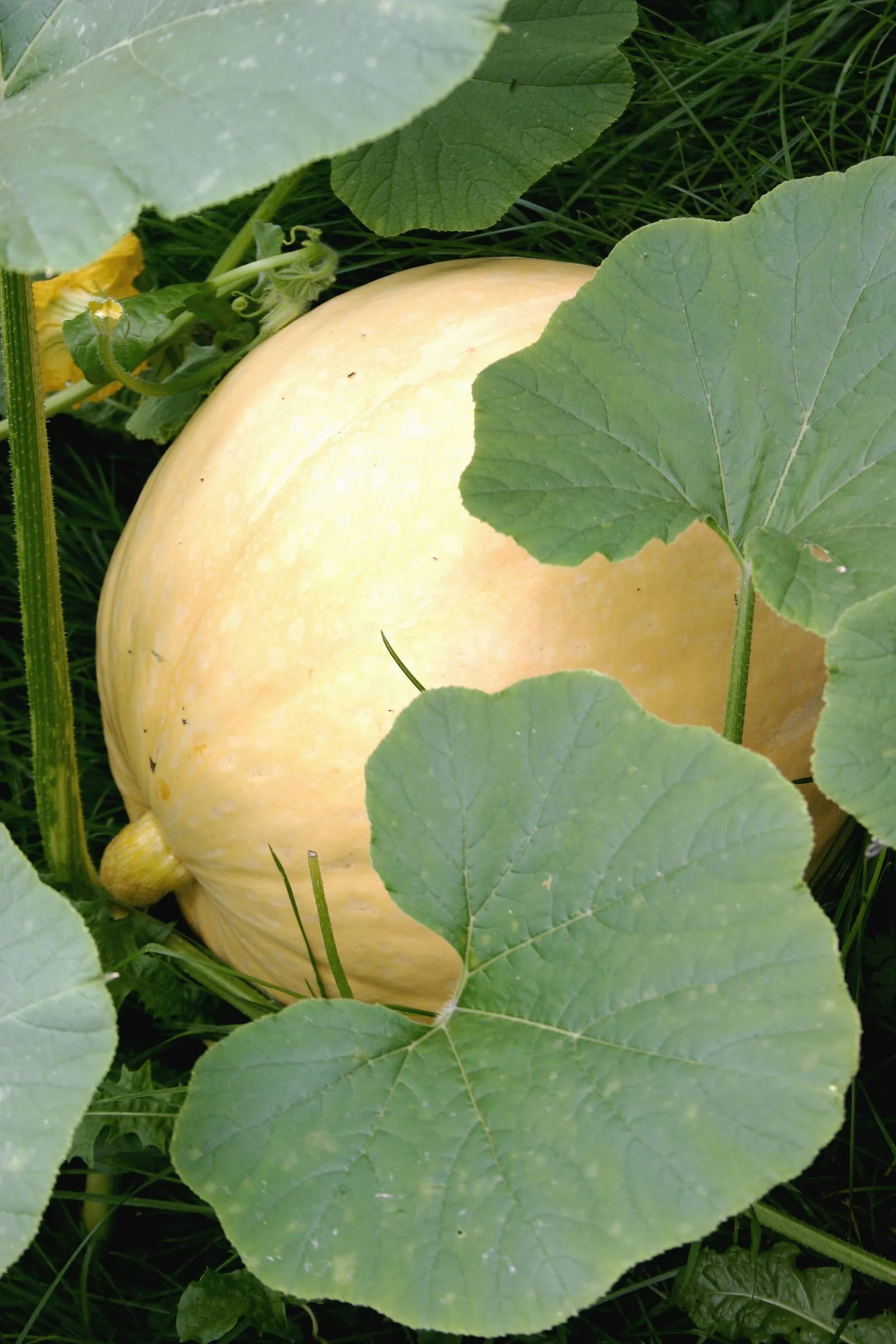 Cucurbita maxima 04 (pumpkin)