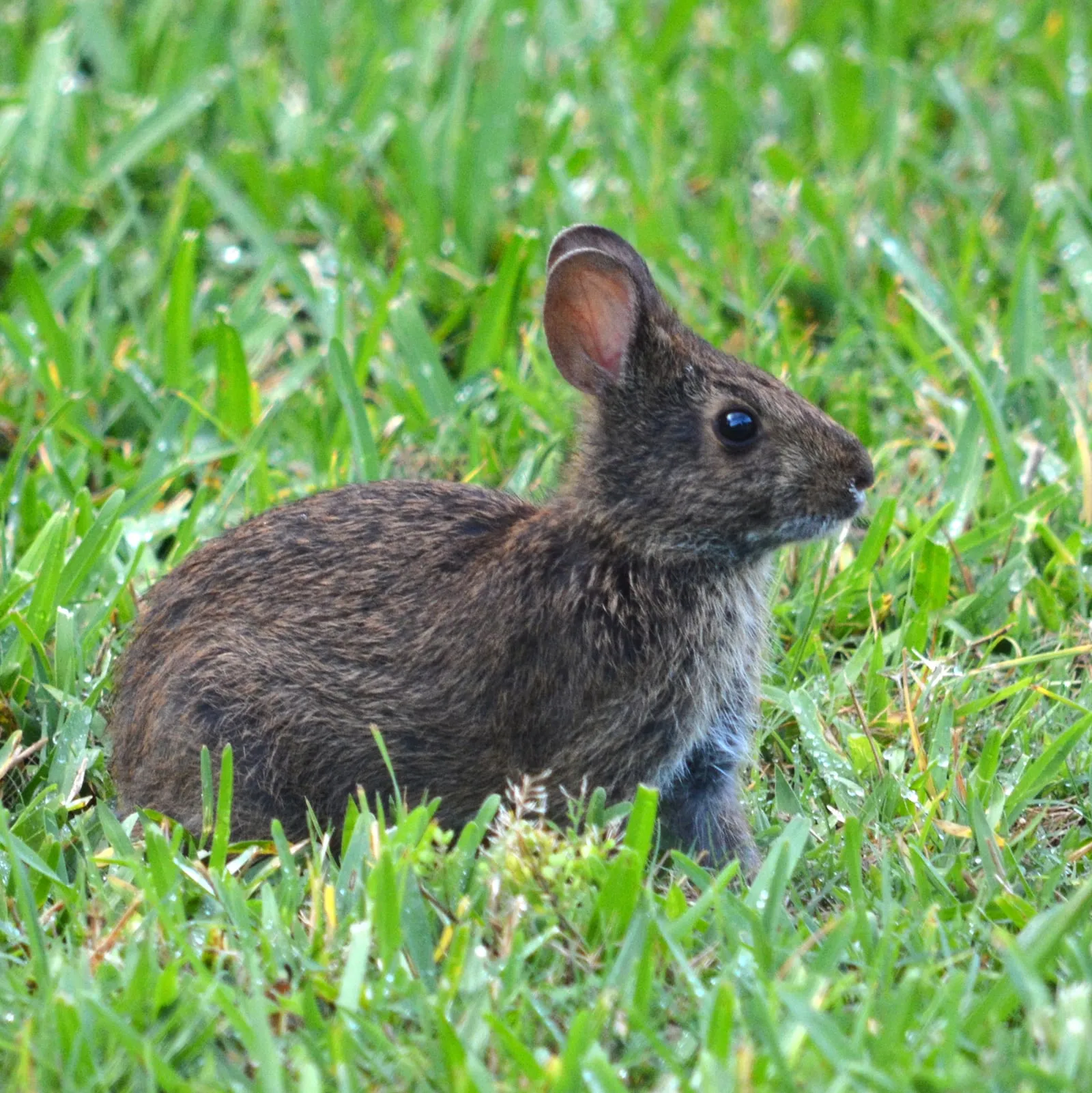 Sylvilagus palustris in Sanibel Island 02 (rabbit-damage)