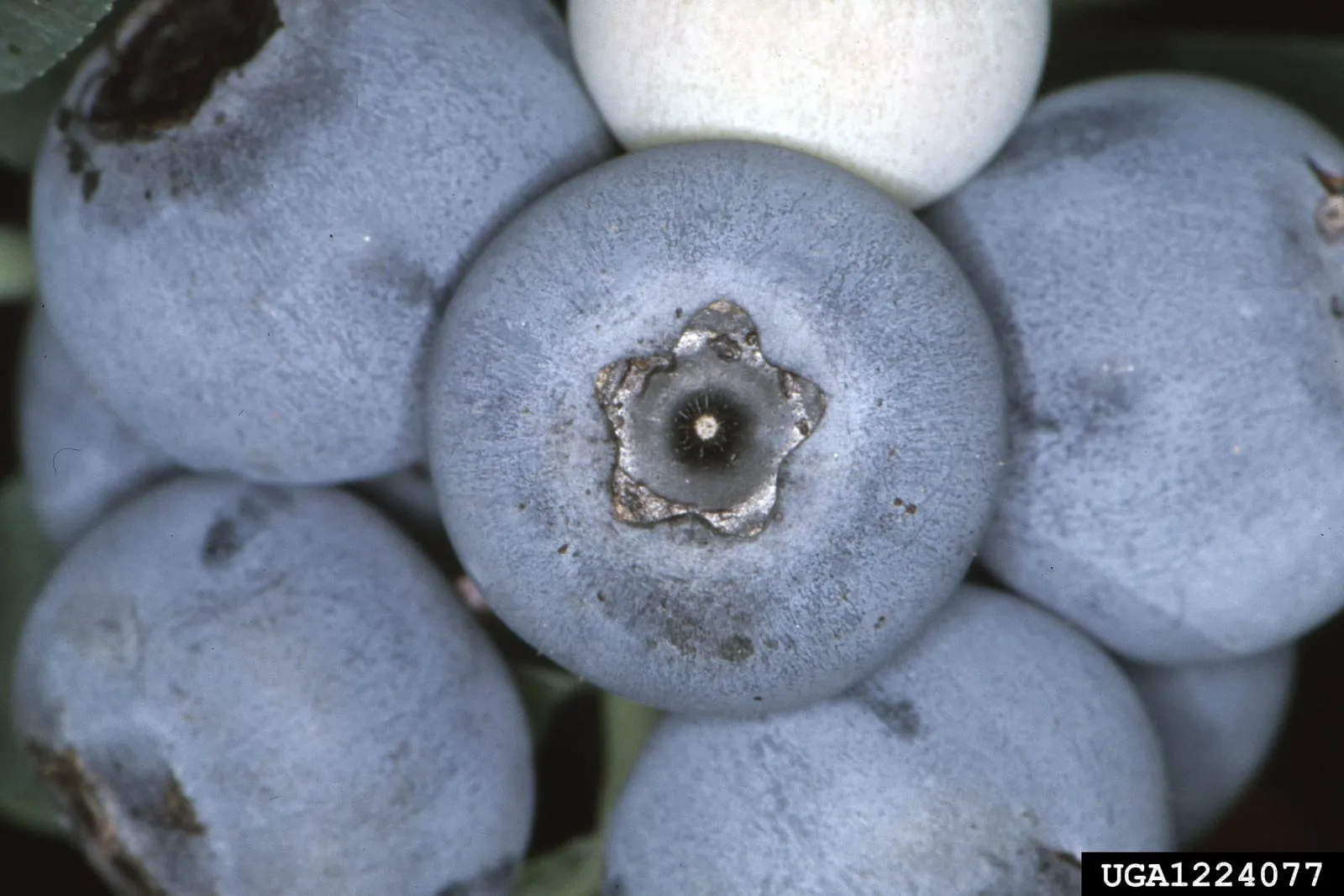Vacciniumvirgatum (rabbiteye-blueberry)