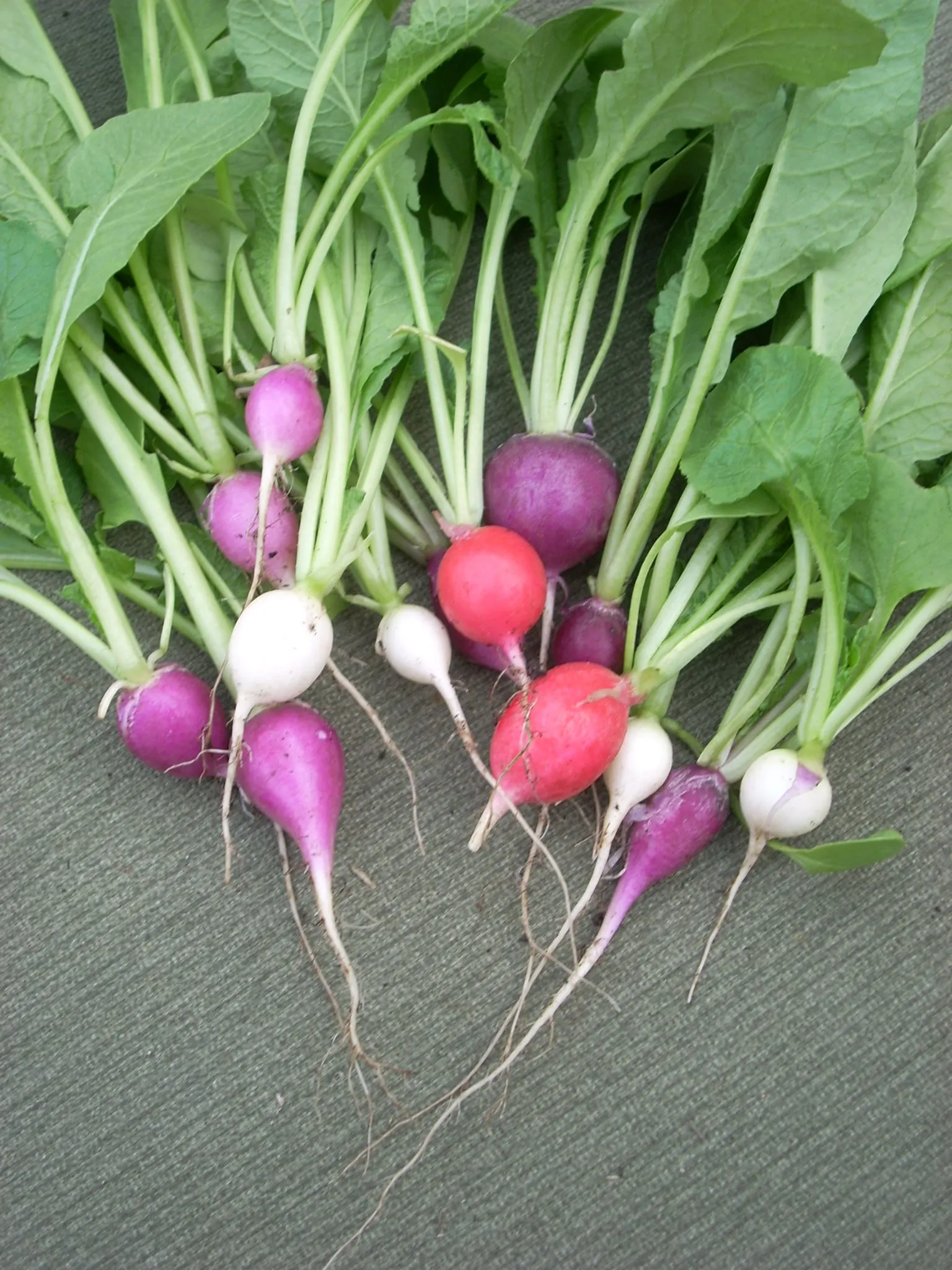 Radish 3371103037 4ab07db0bf o (radish)