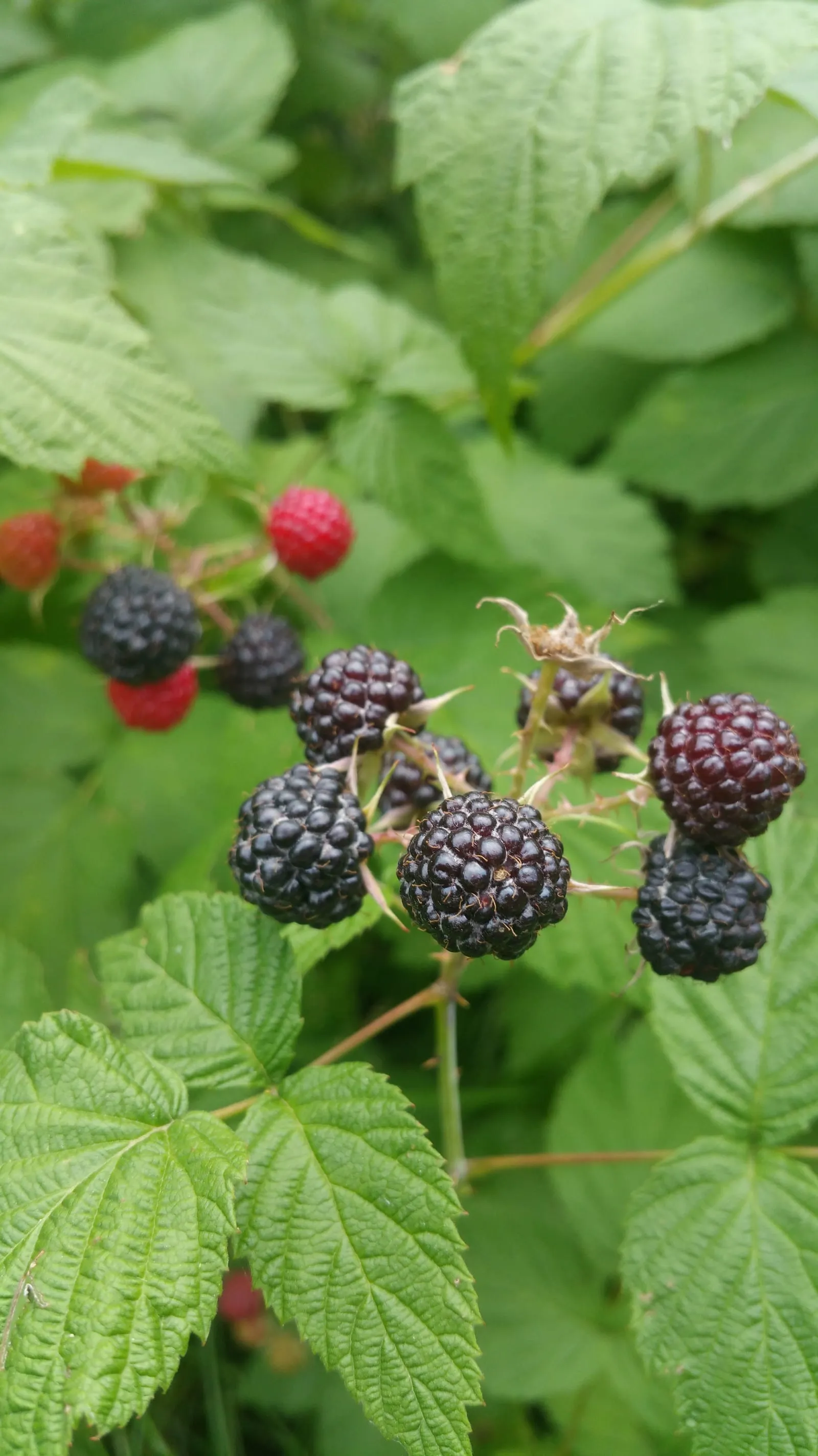 Rubus occidentalis (35029818313) (raspberry-black)