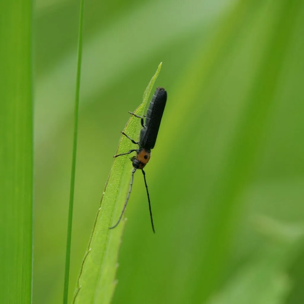 Raspberry Cane Borer (raspberry-cane-borer)
