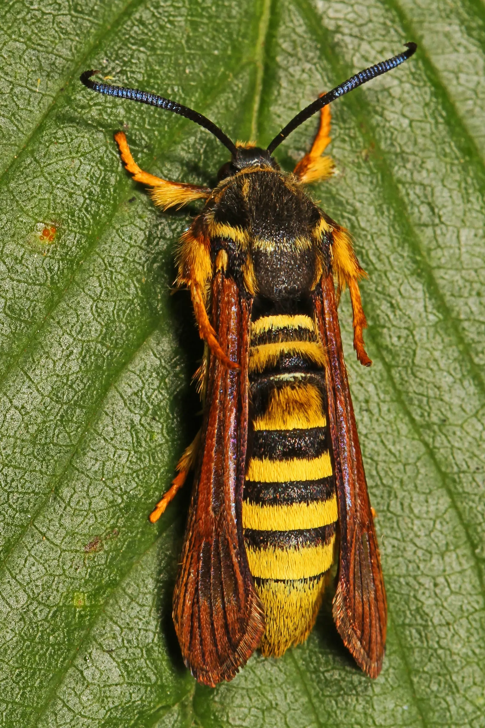 Raspberry Crown Borer - Pennisetia marginatum, Meadowood Farm SRMA, Mason Neck, Virginia (raspberry-crown-borer)