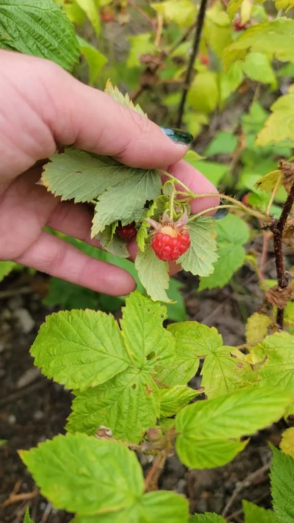 American red raspberry (raspberry-red)