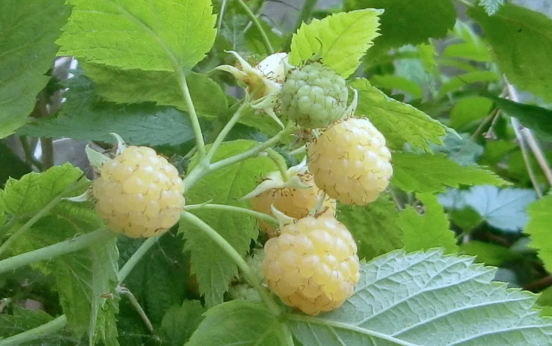 Golden Raspberries (raspberry-yellow)