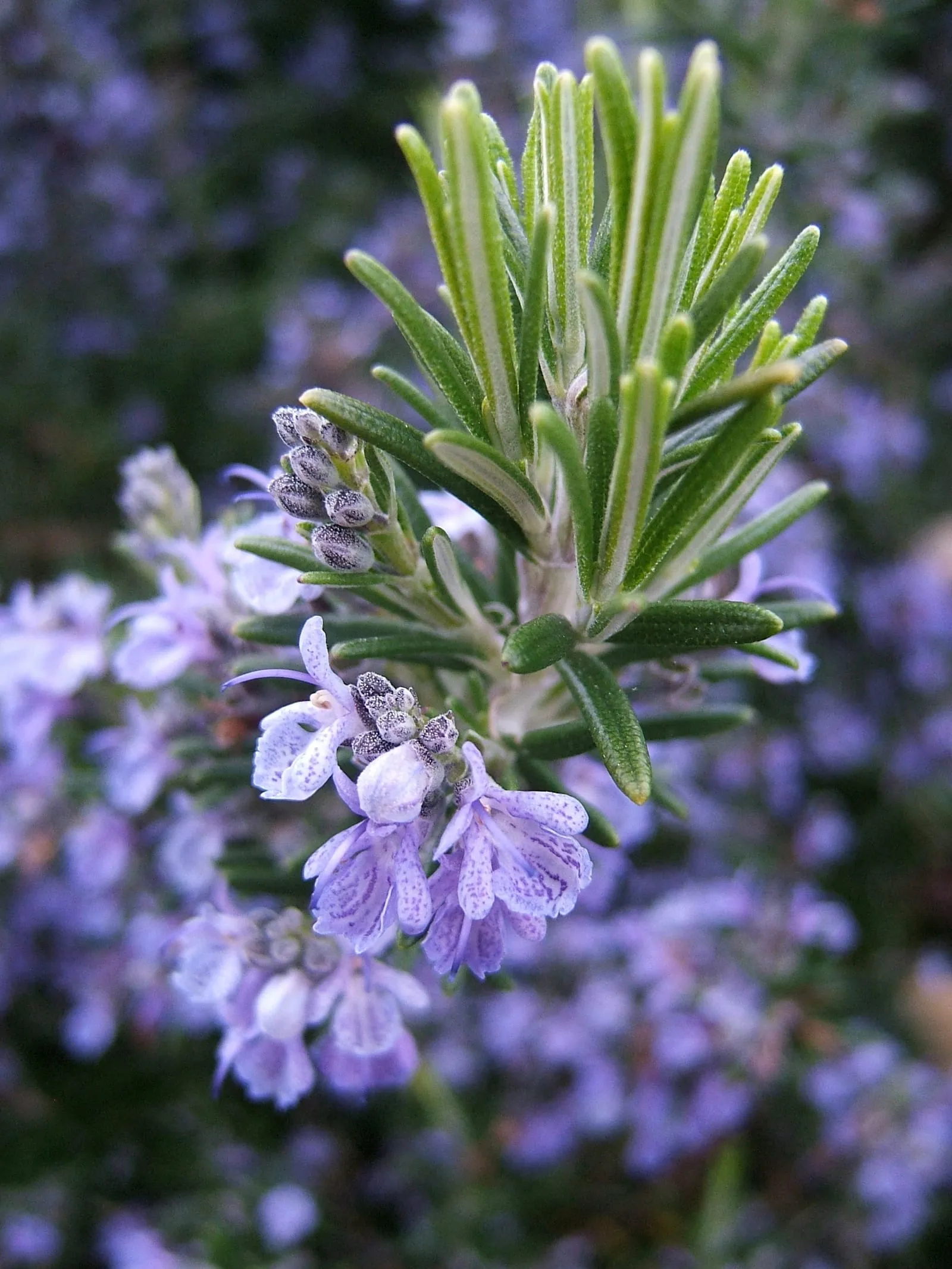 Rosmarinus officinalis133095382 (rosemary)