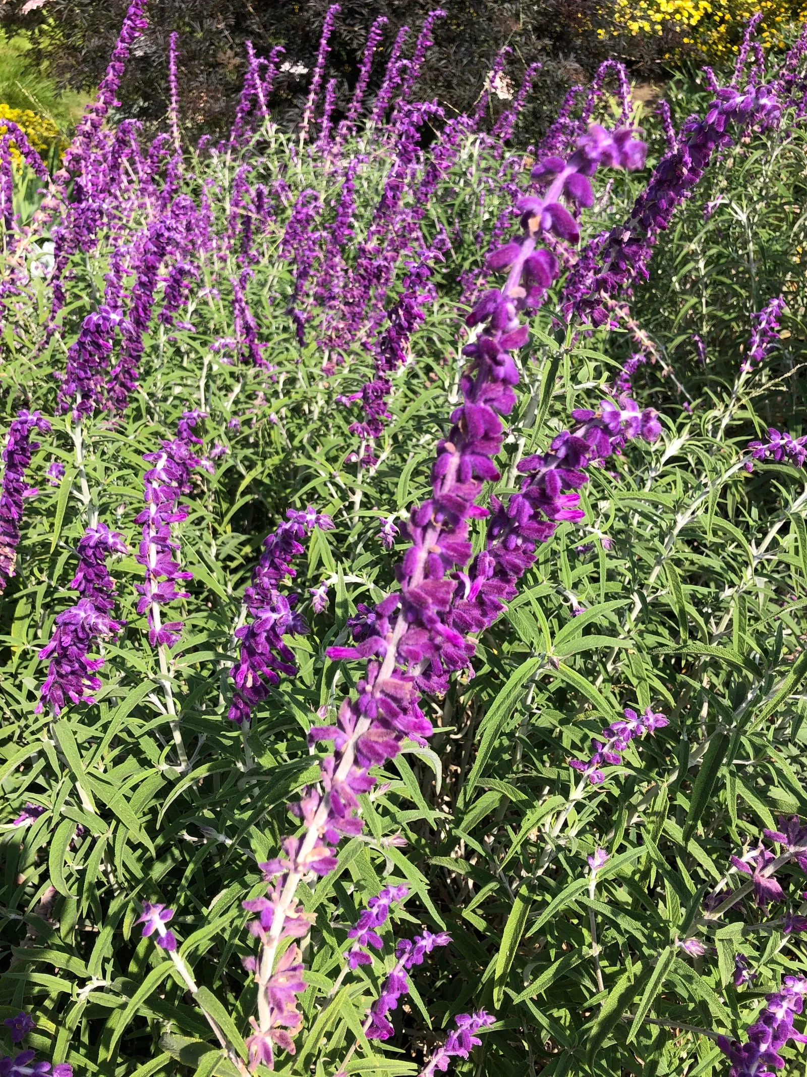 Salvia leucantha (Mexican Bush Sage) (sage)