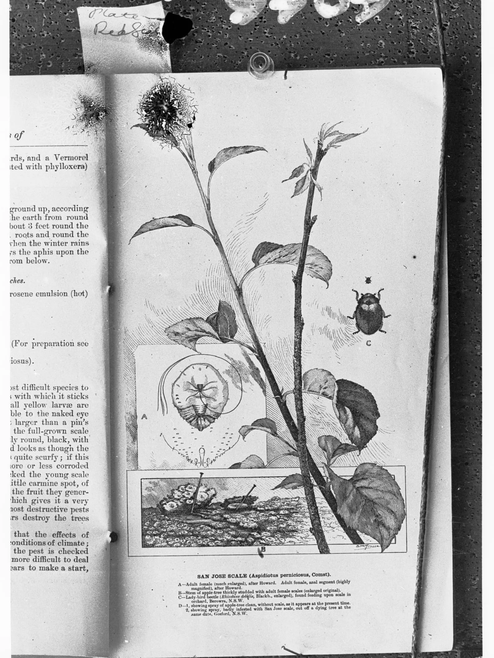 The San Jose Scale - page from the Agricultural Gazette of New South Wales showing San Jose Scale (san-jose-scale)