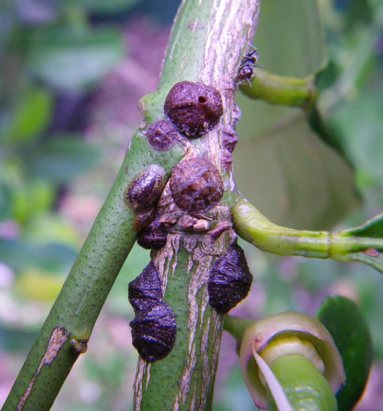 Saissetia oleae (scale-insect)