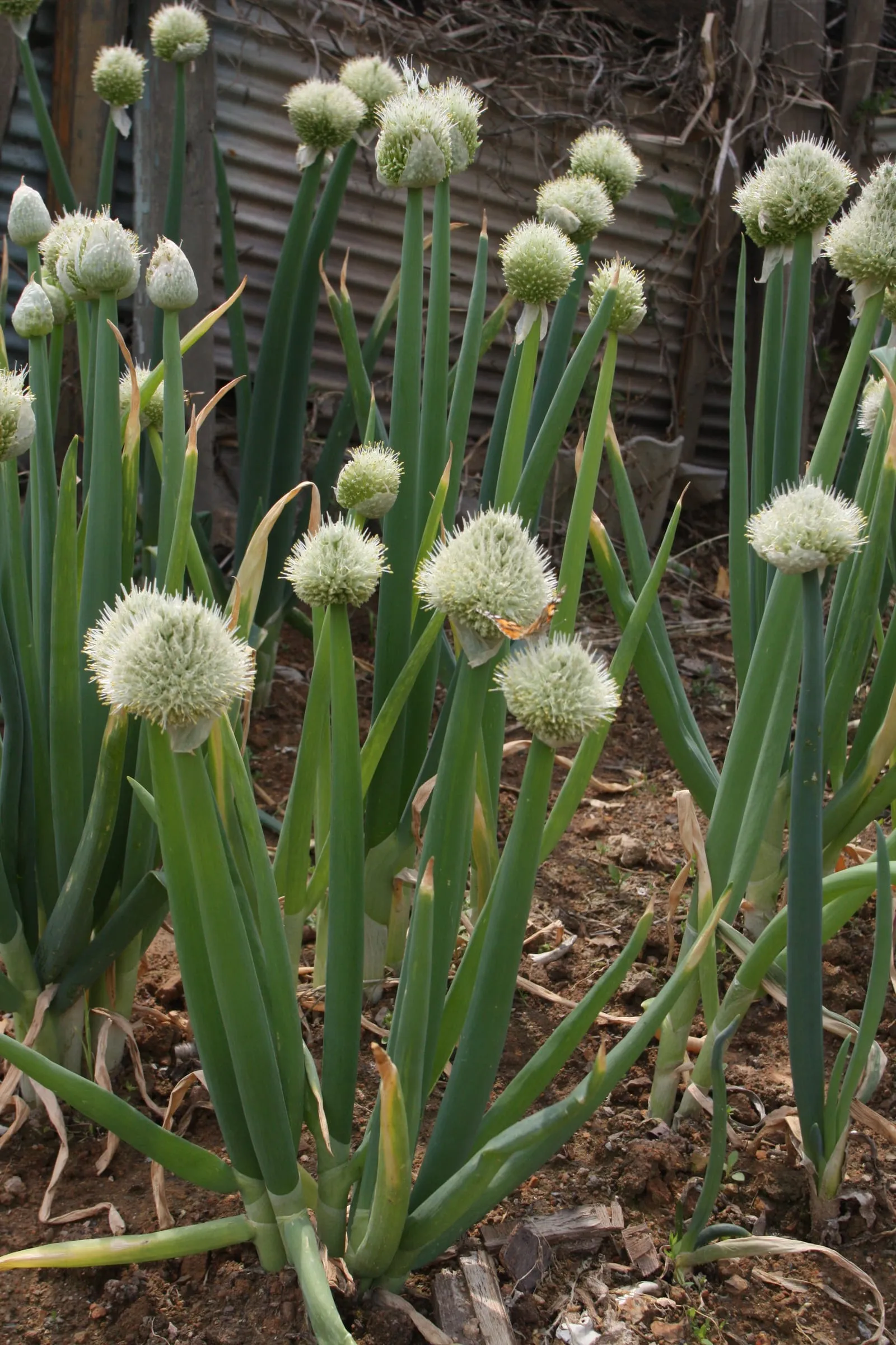 Allium fistulosum 2 (scallion)